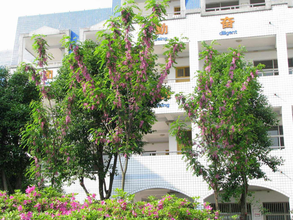香花槐