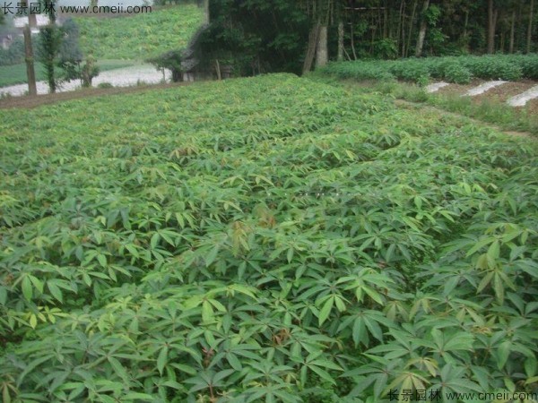 七葉樹種子種植方法