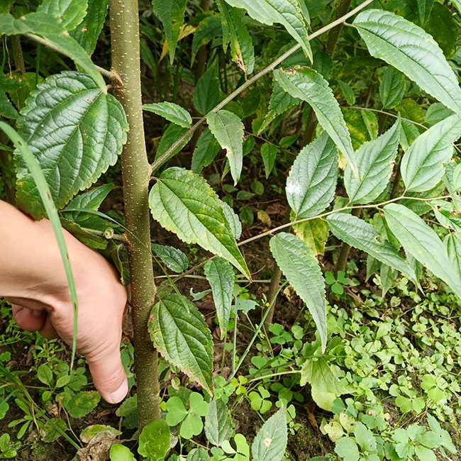 樸樹價格表多少錢一棵?樸樹苗種植方法有哪些?