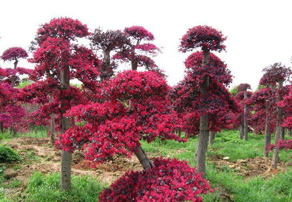 紅花繼木樁景