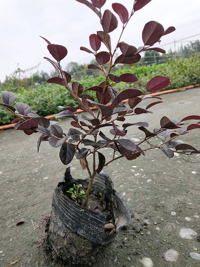 紅花繼木多少錢(qián)一棵?2020年紅花繼木價(jià)格最新價(jià)格