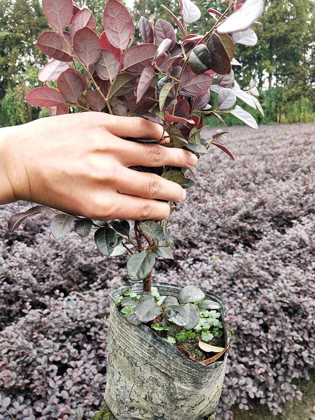 紅花繼木多少錢(qián)一棵?2020年紅花繼木價(jià)格最新價(jià)格