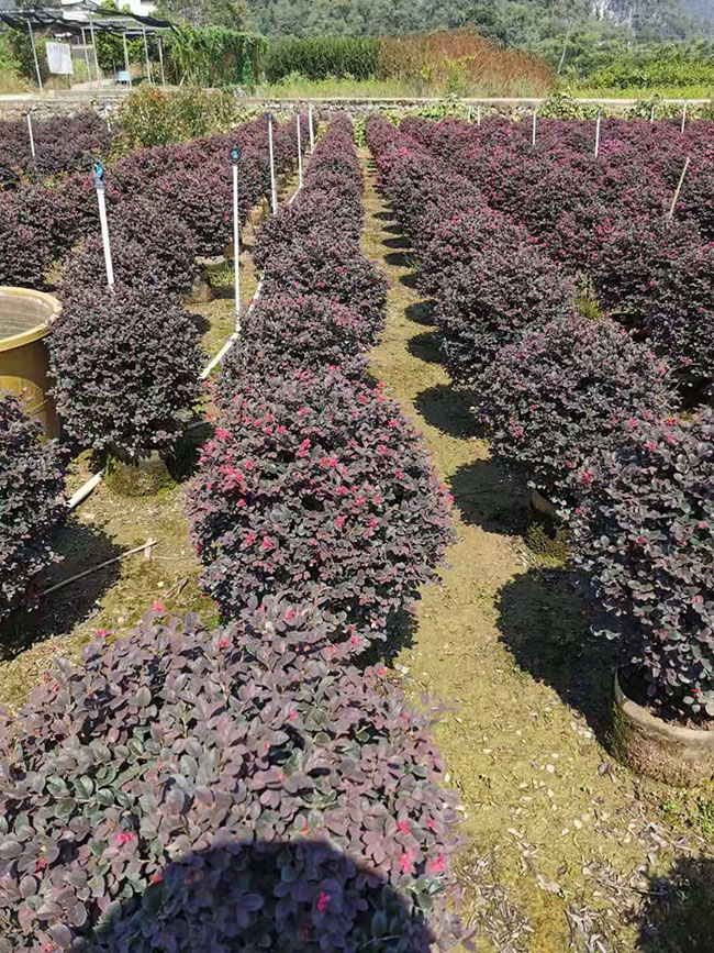 紅花繼木多少錢(qián)一棵?2020年紅花繼木價(jià)格最新價(jià)格