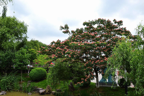 合歡樹(shù) 合歡樹(shù)
