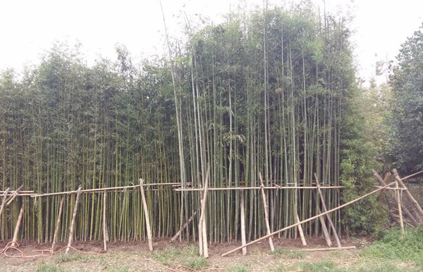 剛竹