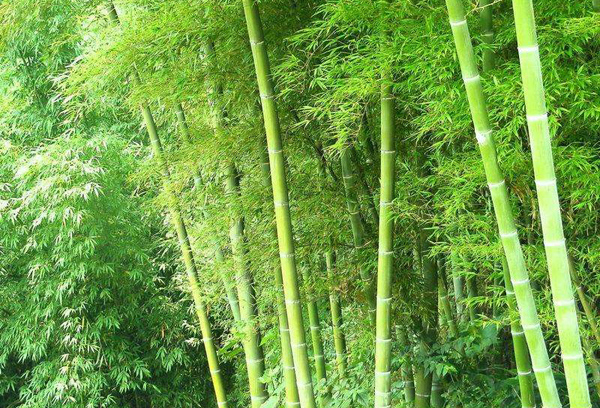 剛竹
