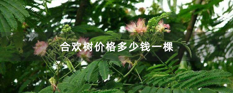 合歡樹價格多少錢一棵