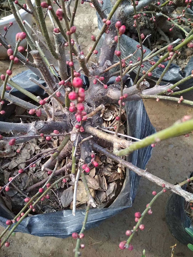 紅梅樹多少錢一棵?2020年紅梅樹價(jià)格最新價(jià)格 紅梅樹多少錢一棵?2020年紅梅樹價(jià)格最新價(jià)格