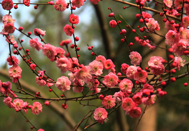 紅梅樹多少錢一棵?2020年紅梅樹價(jià)格最新價(jià)格 紅梅樹多少錢一棵?2020年紅梅樹價(jià)格最新價(jià)格