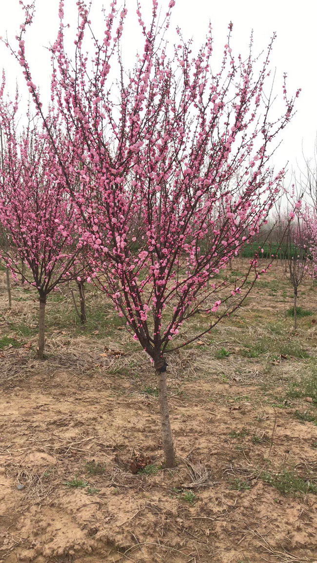 紅梅樹多少錢一棵?2020年紅梅樹價(jià)格最新價(jià)格 紅梅樹多少錢一棵?2020年紅梅樹價(jià)格最新價(jià)格
