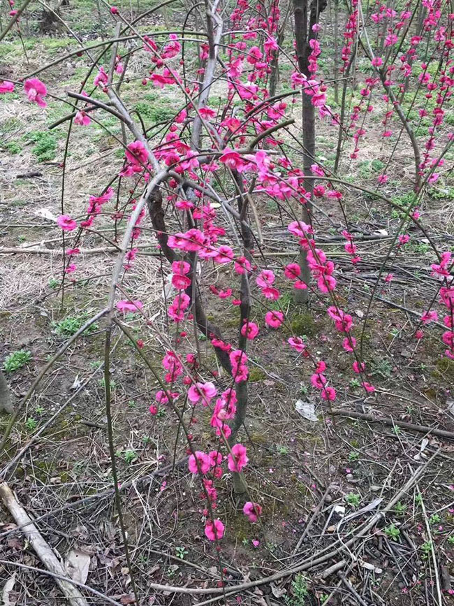 紅梅樹多少錢一棵?2020年紅梅樹價(jià)格最新價(jià)格 紅梅樹多少錢一棵?2020年紅梅樹價(jià)格最新價(jià)格