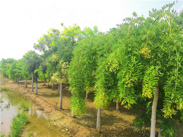 沭陽長景園林龍爪槐種植基地實(shí)拍圖片