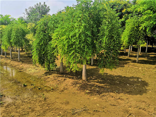 沭陽長景園林龍爪槐種植基地實(shí)拍圖片