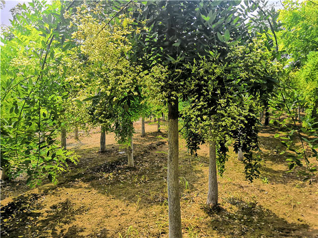 沭陽長景園林龍爪槐種植基地實(shí)拍圖片