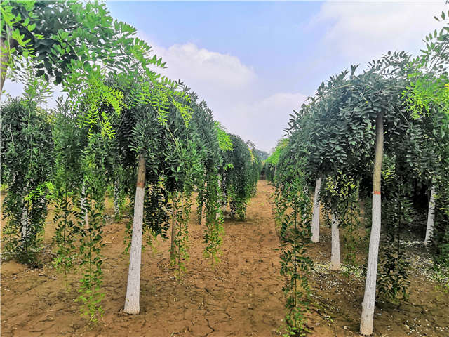 沭陽長景園林龍爪槐種植基地實(shí)拍圖片