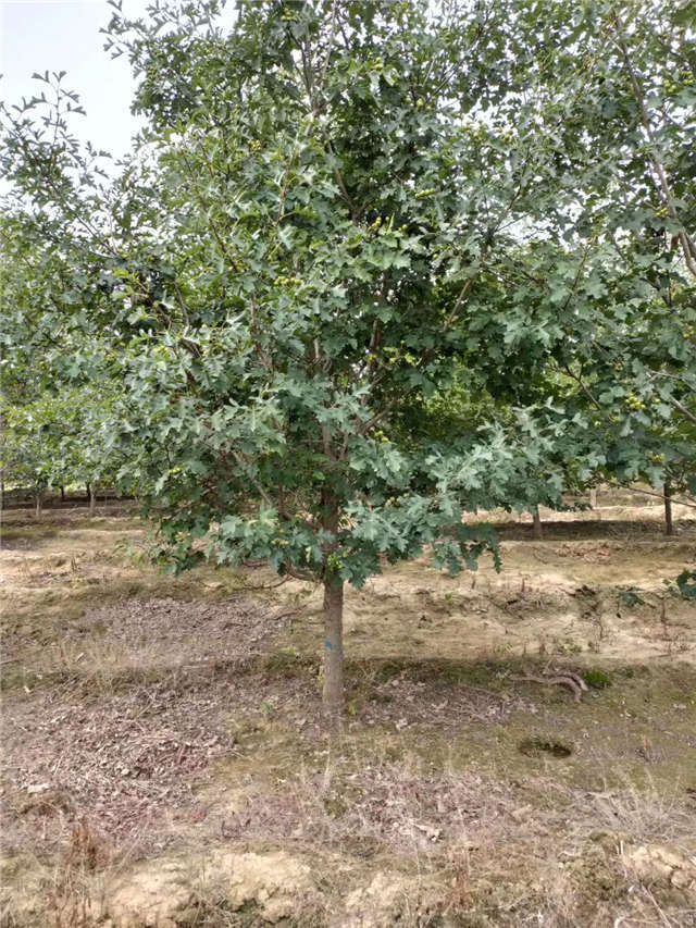 沭陽長景園林山楂種植基地實(shí)拍圖片
