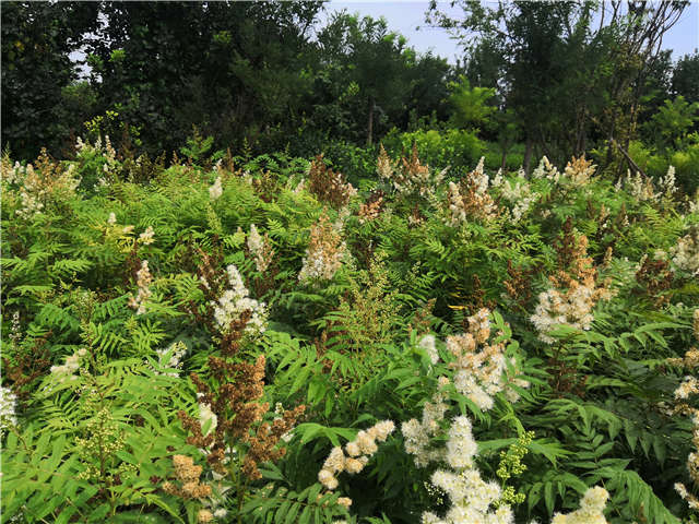 沭陽長景園林珍珠梅種植基地實拍圖片