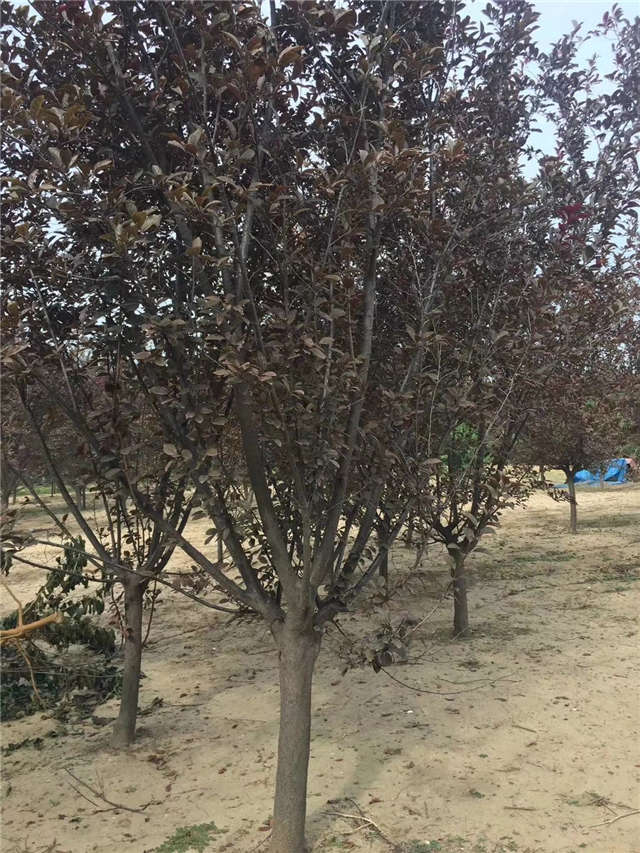 紫葉李照片種植基地實(shí)拍