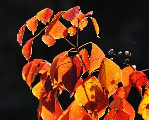 紅葉烏桕