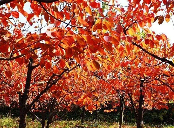 紅葉烏桕
