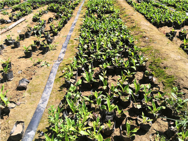 沭陽長景園林玉簪種植基地實(shí)拍圖片