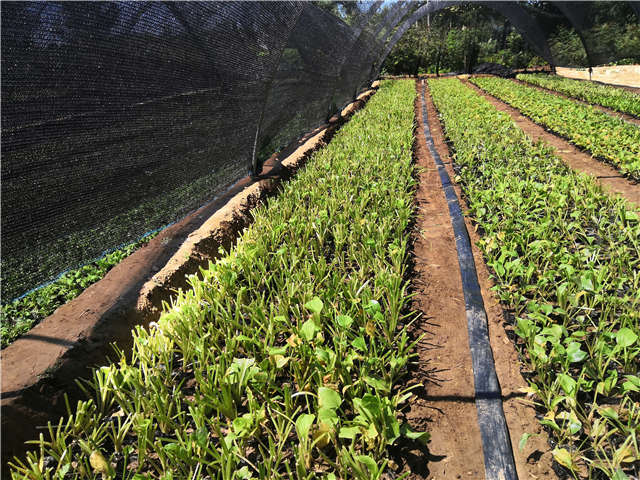 沭陽長景園林玉簪種植基地實(shí)拍圖片