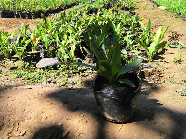 沭陽長景園林玉簪種植基地實(shí)拍圖片