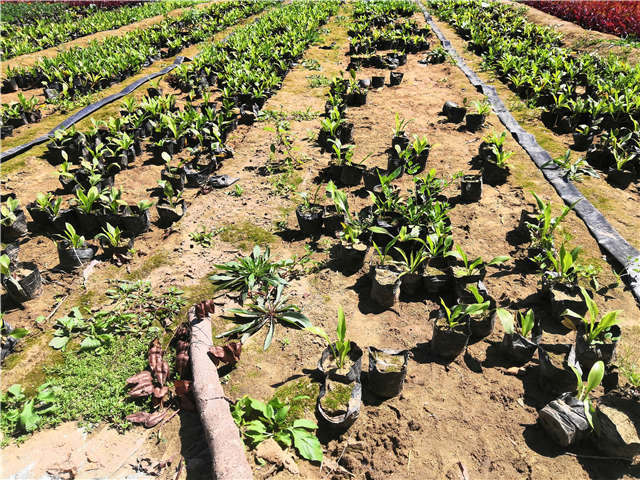 沭陽長景園林玉簪種植基地實(shí)拍圖片