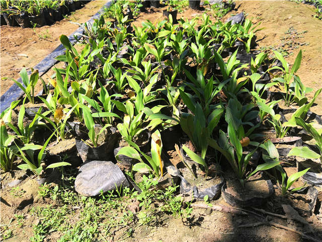 沭陽長景園林玉簪種植基地實(shí)拍圖片