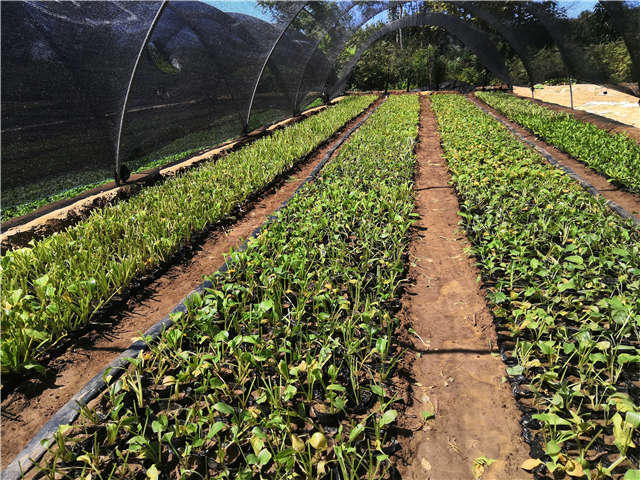 沭陽長景園林玉簪種植基地實(shí)拍圖片
