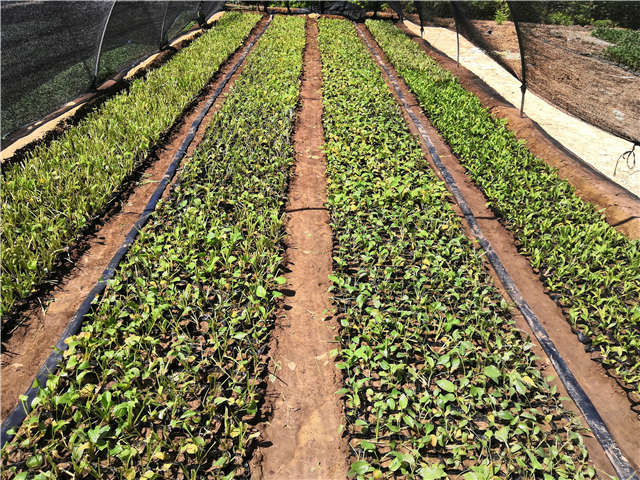 沭陽長景園林玉簪種植基地實(shí)拍圖片