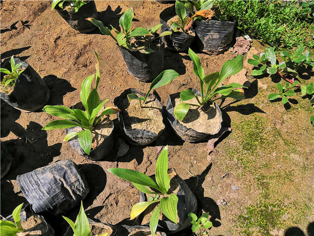沭陽長景園林玉簪種植基地實(shí)拍圖片