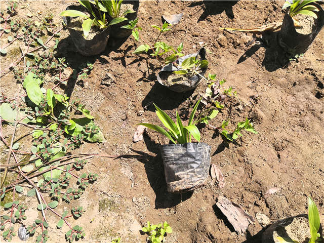 沭陽長景園林玉簪種植基地實(shí)拍圖片
