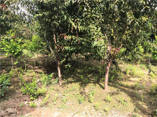 沭陽(yáng)長(zhǎng)景園林毛桃種植基地實(shí)拍圖片