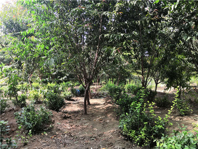 沭陽(yáng)長(zhǎng)景園林毛桃種植基地實(shí)拍圖片