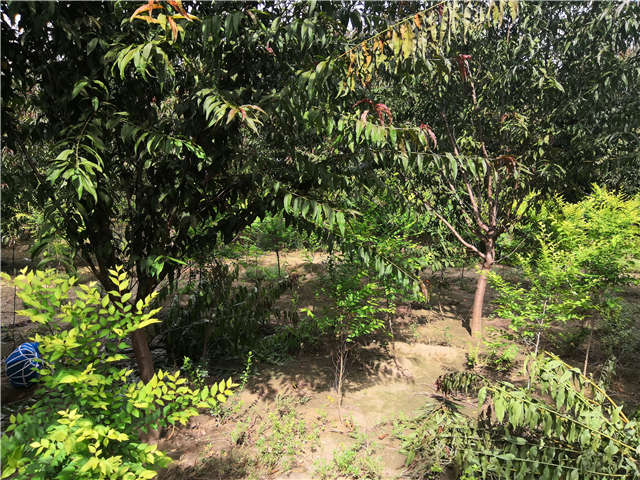 沭陽(yáng)長(zhǎng)景園林毛桃種植基地實(shí)拍圖片