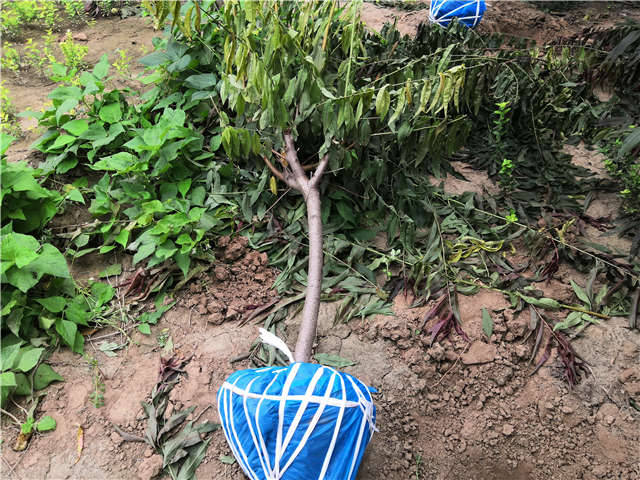 沭陽(yáng)長(zhǎng)景園林毛桃種植基地實(shí)拍圖片