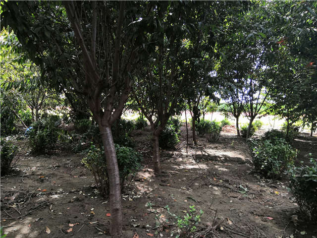 沭陽(yáng)長(zhǎng)景園林毛桃種植基地實(shí)拍圖片