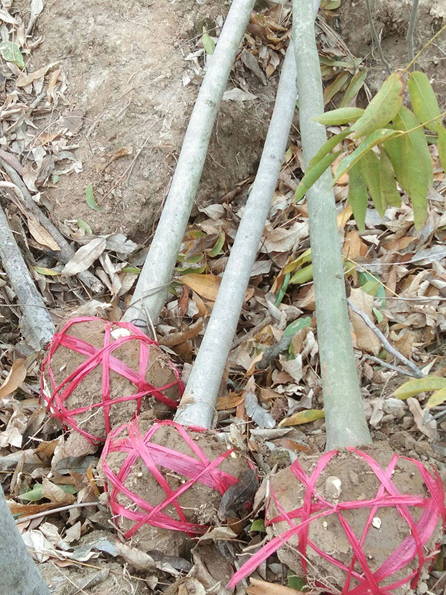 無患子樹苗