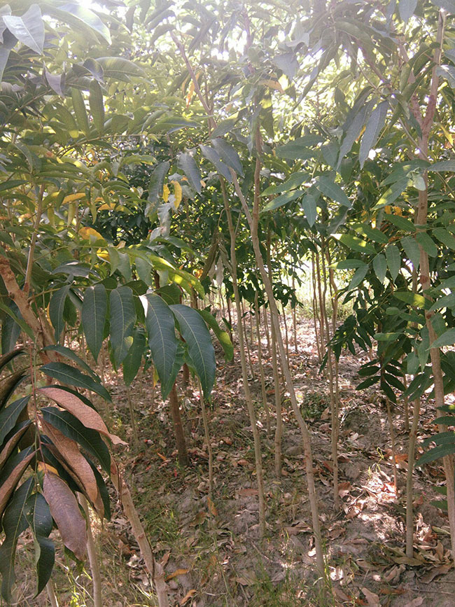 無患子樹苗