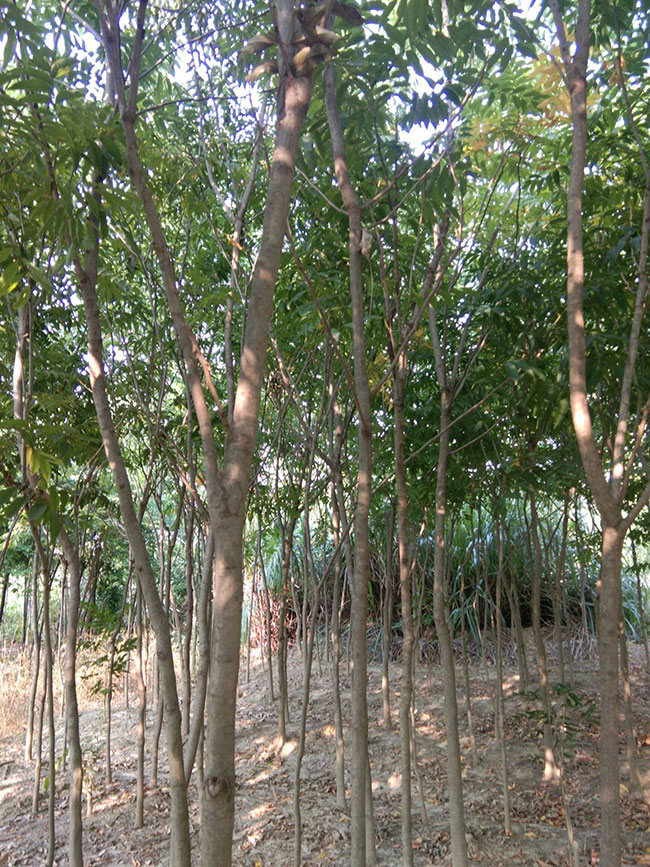 無患子樹苗
