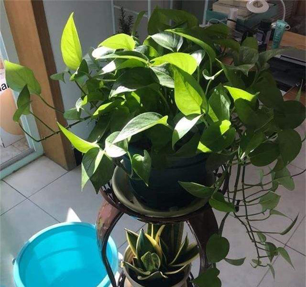 綠蘿