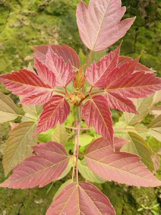 中華紅葉楊