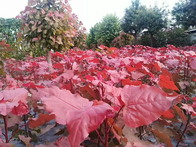 紅葉楊園林用途有哪些?紅葉楊的園林價值