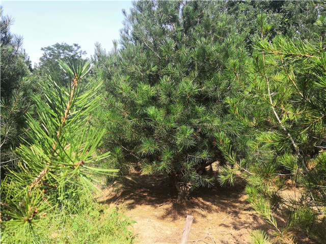 沭陽長景園林白皮松種植基地實拍圖片