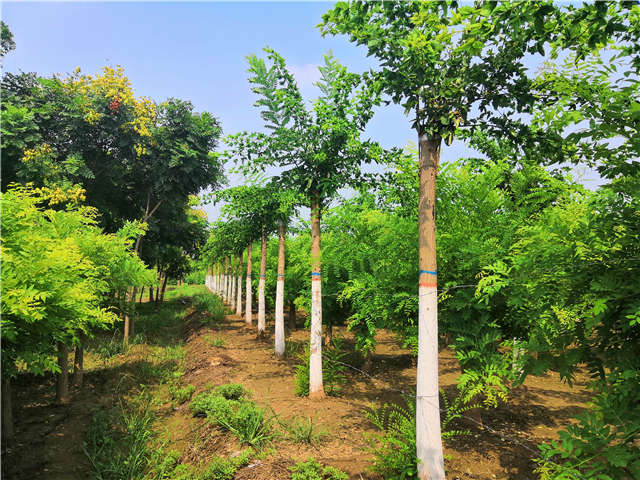 沭陽(yáng)長(zhǎng)景園林蝴蝶槐種植基地實(shí)拍圖片