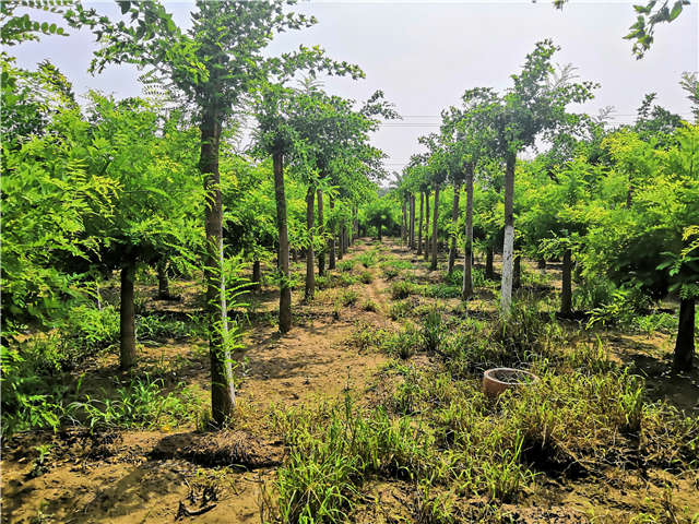 沭陽(yáng)長(zhǎng)景園林蝴蝶槐種植基地實(shí)拍圖片