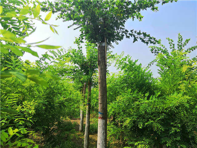 沭陽(yáng)長(zhǎng)景園林蝴蝶槐種植基地實(shí)拍圖片