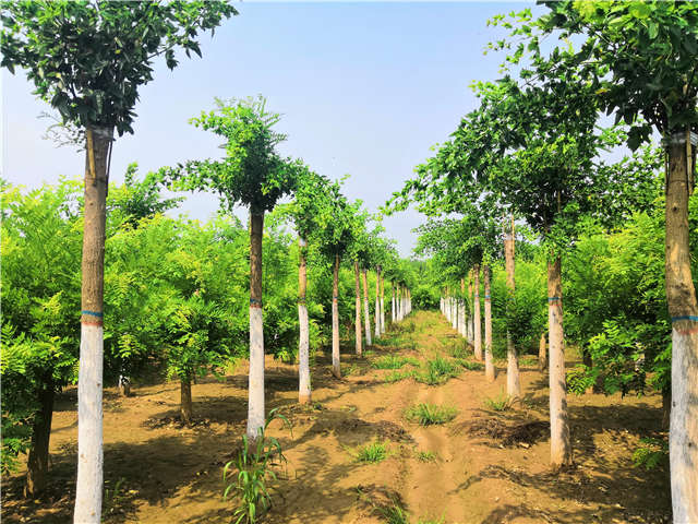 沭陽(yáng)長(zhǎng)景園林蝴蝶槐種植基地實(shí)拍圖片