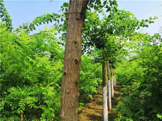 沭陽(yáng)長(zhǎng)景園林蝴蝶槐種植基地實(shí)拍圖片